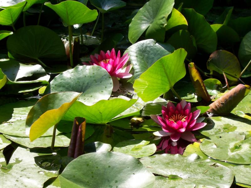 Water-lilies 800x600