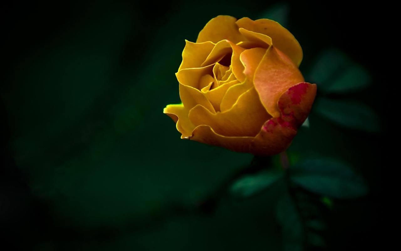 Роза кремовая 1280x800