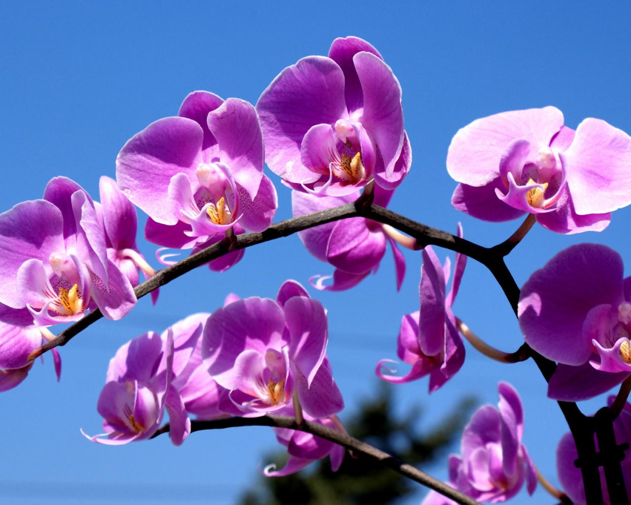 Ветка орхидеи 1280x1024