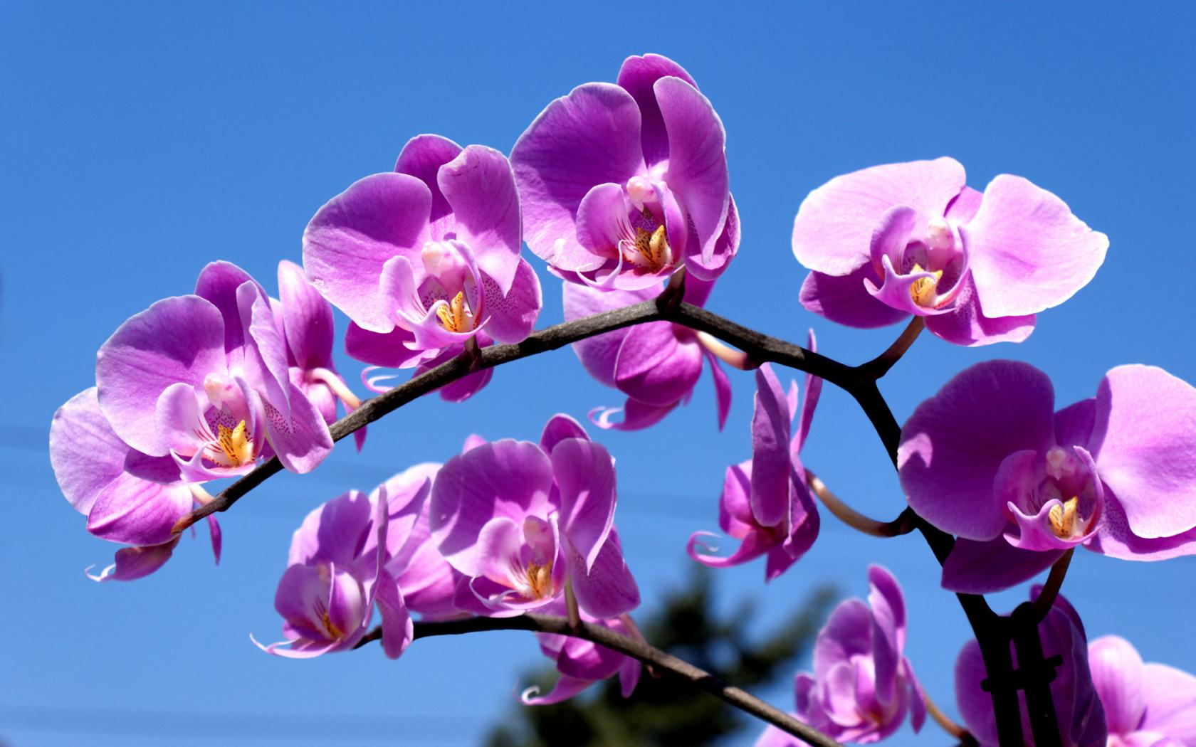 Ветка орхидеи 1680x1050