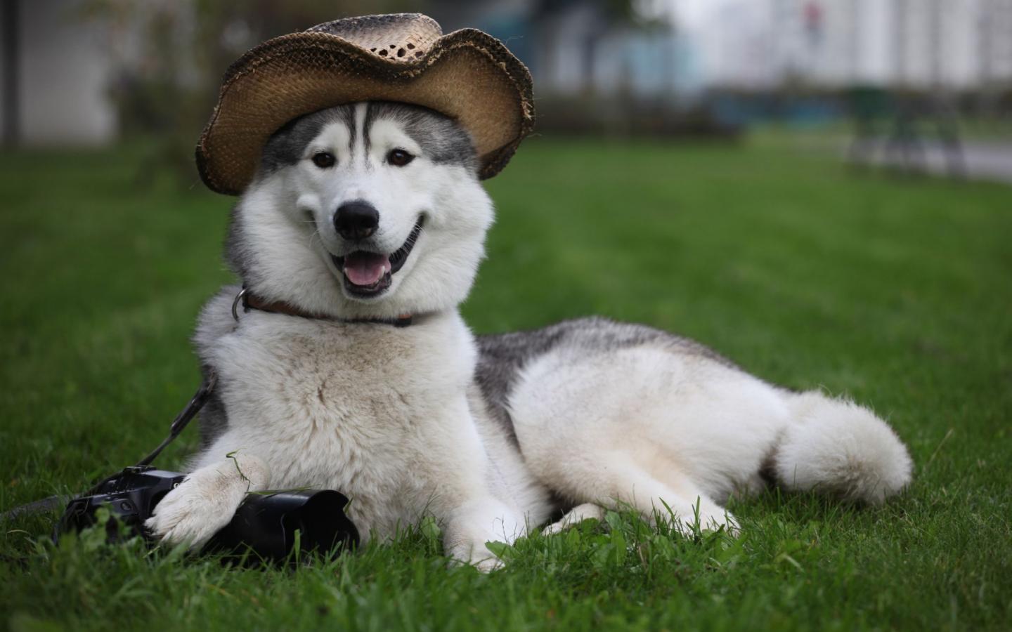 Собака в шляпе 1440x900