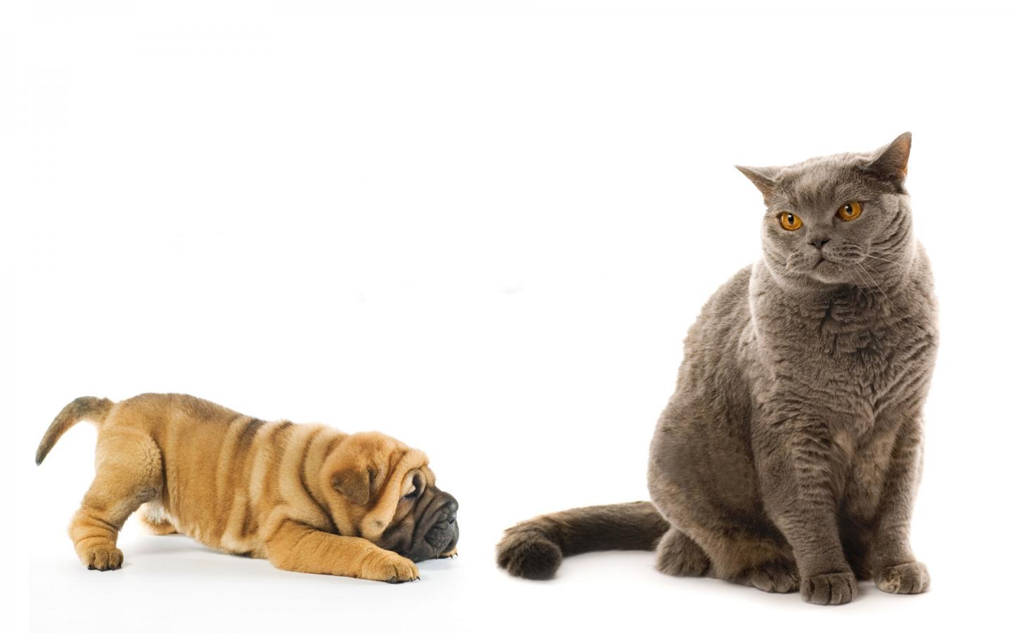 Кошка и собака 1440x900