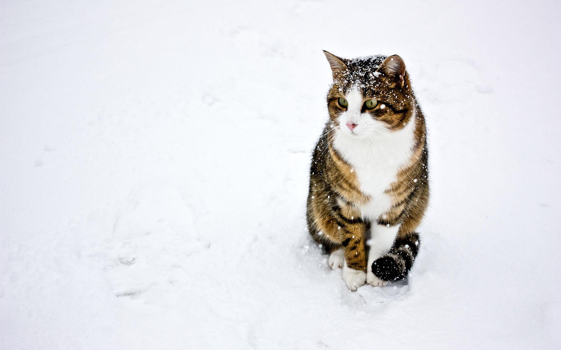 Кот на снегу 1920x1200