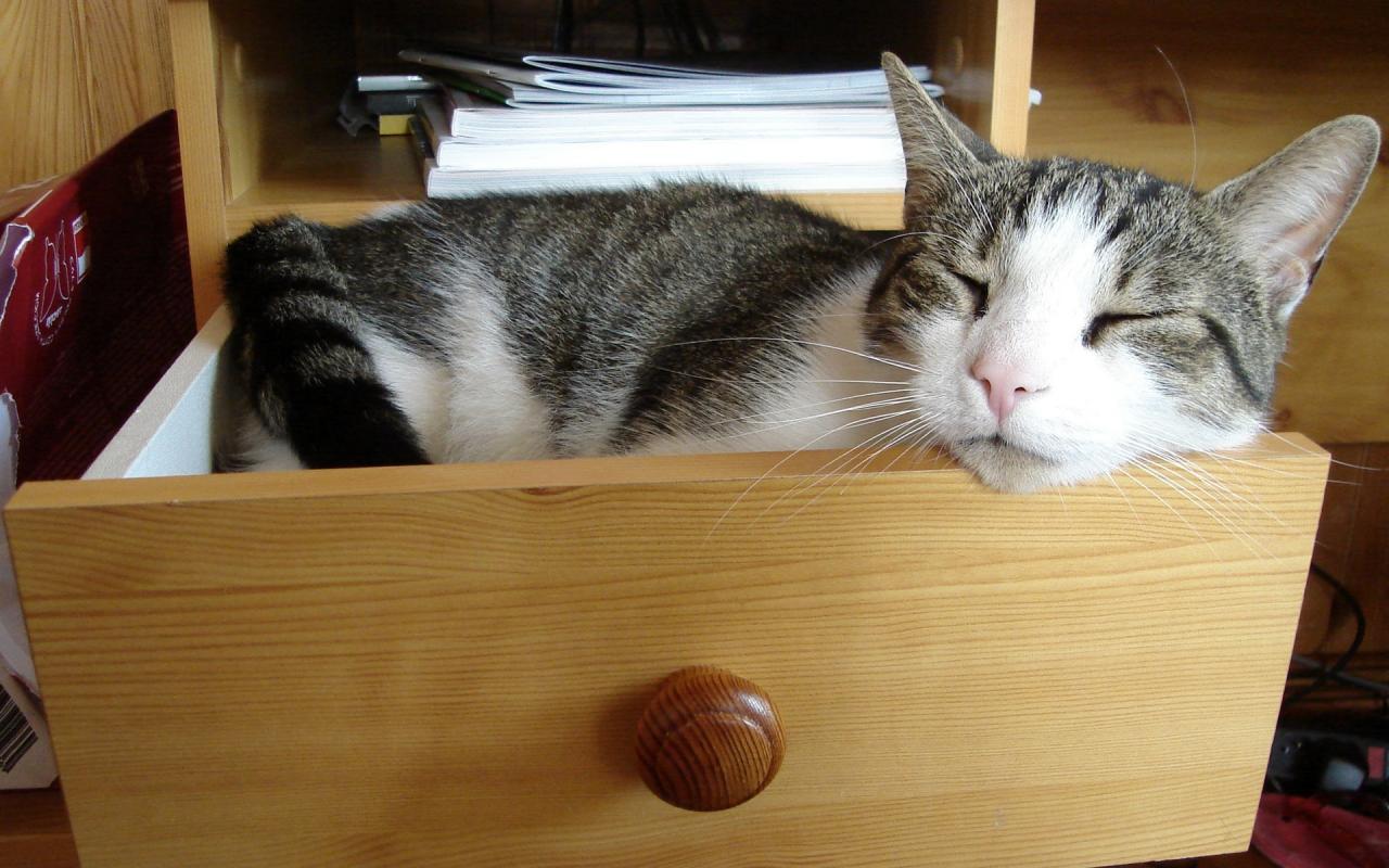 Кошка спит в ящике стола 1280x800