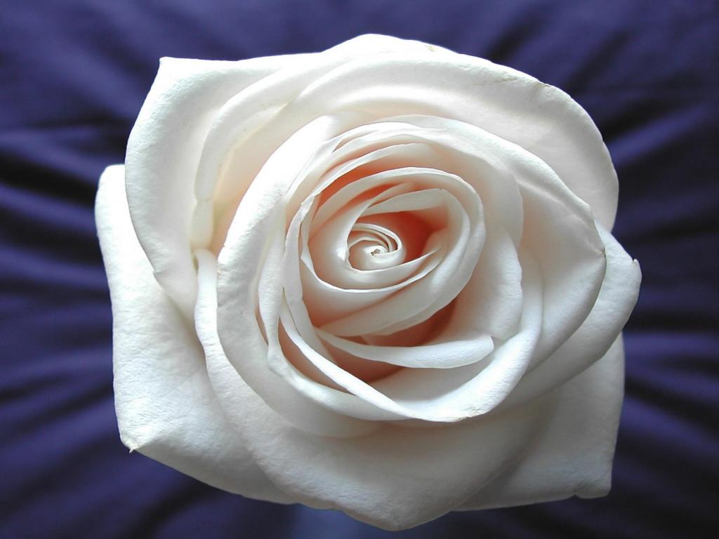 Кремовая роза 1024x768