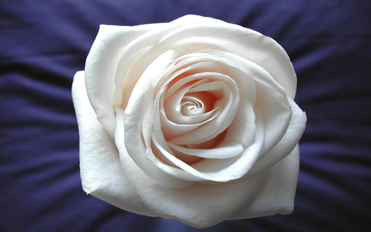 Кремовая роза 1280x800