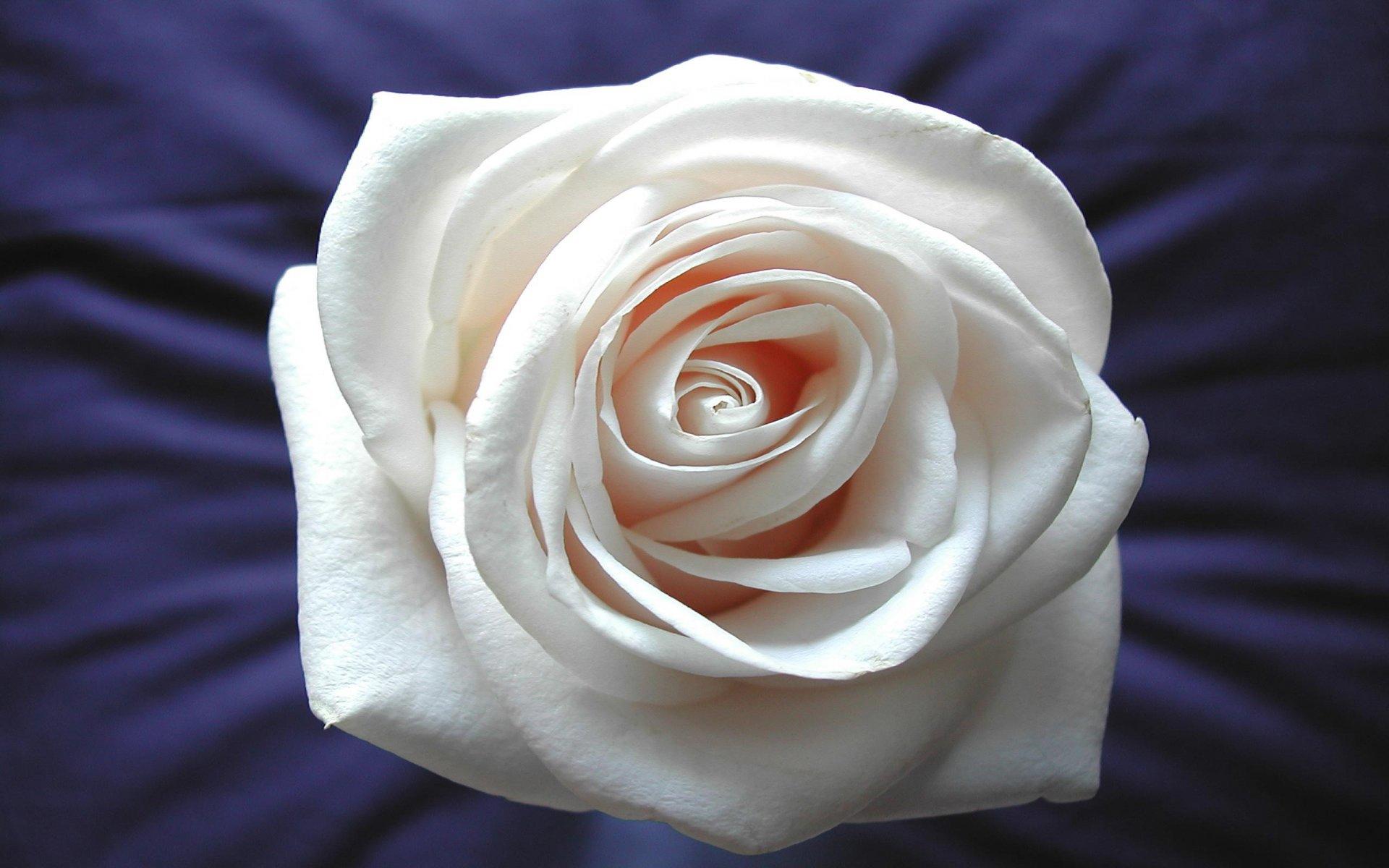 Кремовая роза 1920x1200