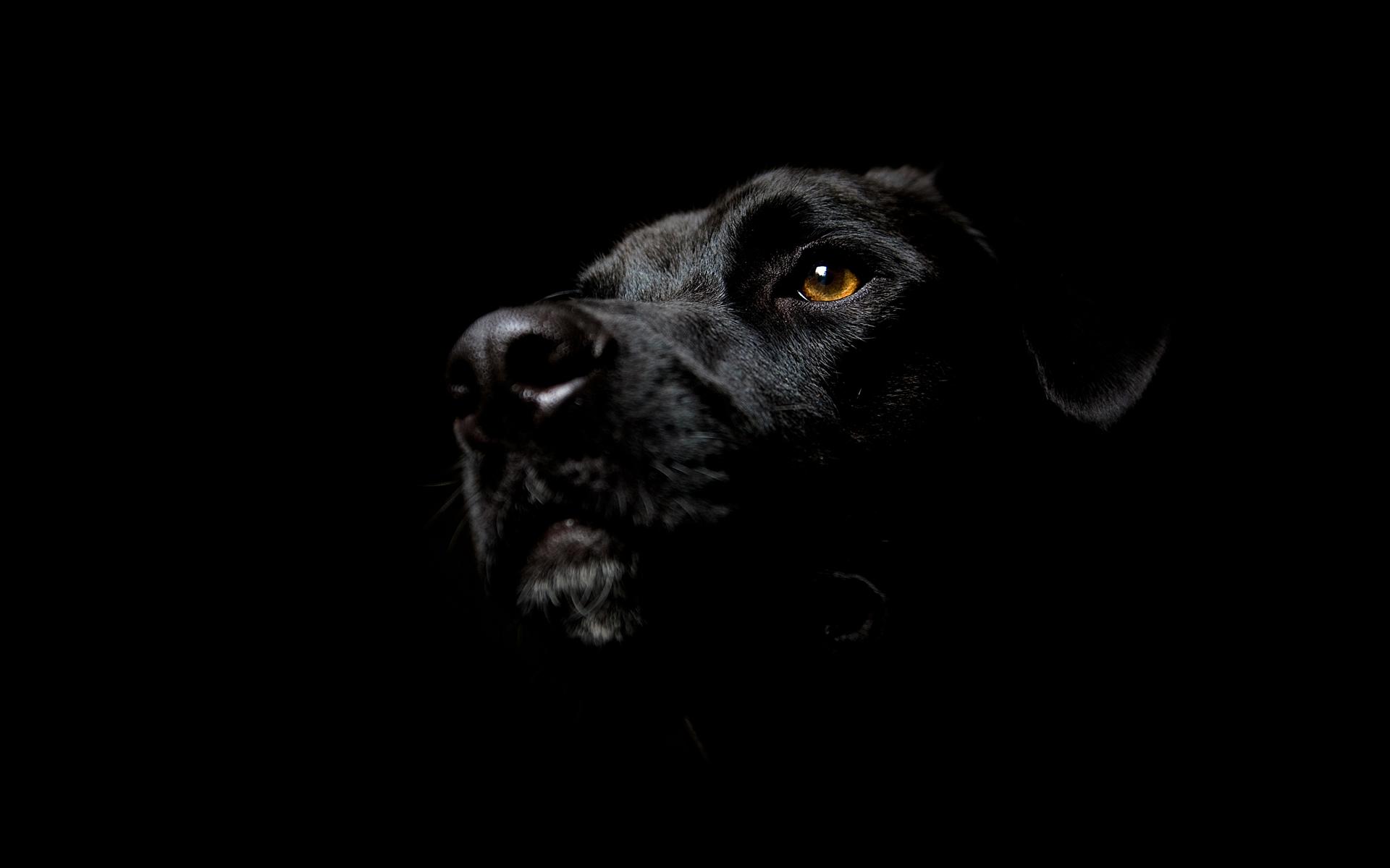Черный пес в кромешной тьме 1920x1200