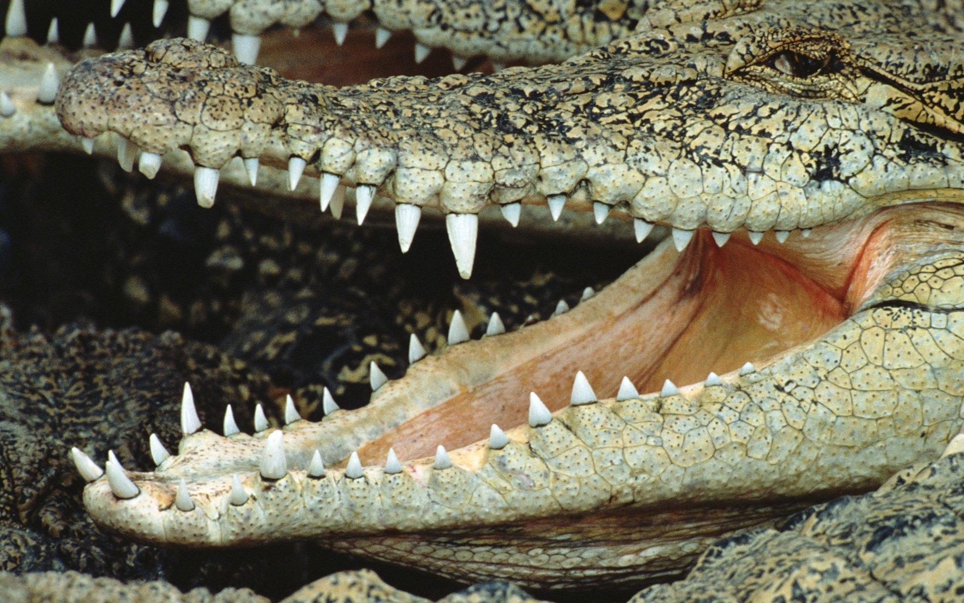 Злой крокодил 1920x1200