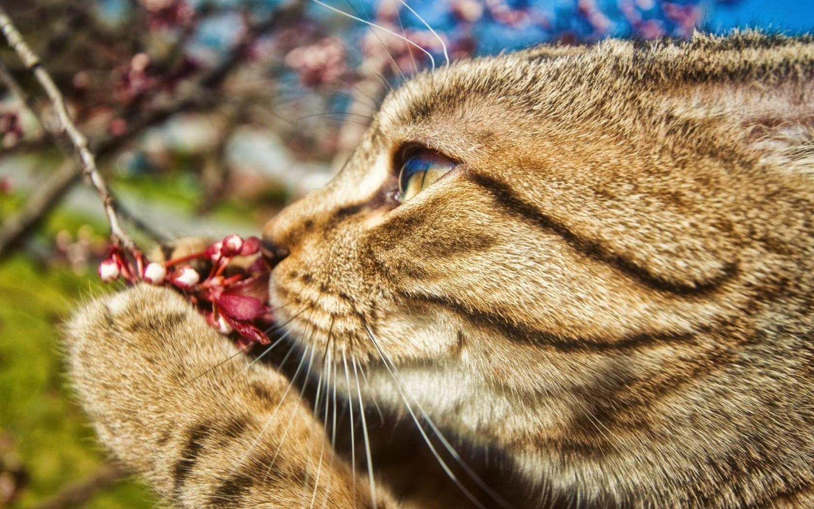 Кошка нюхает цветок 1680x1050