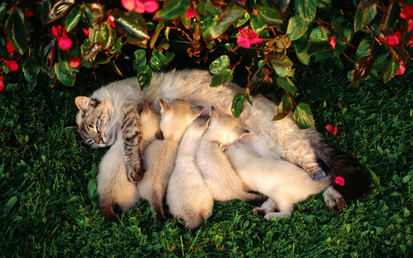 Кошка и пять котят 1440x900