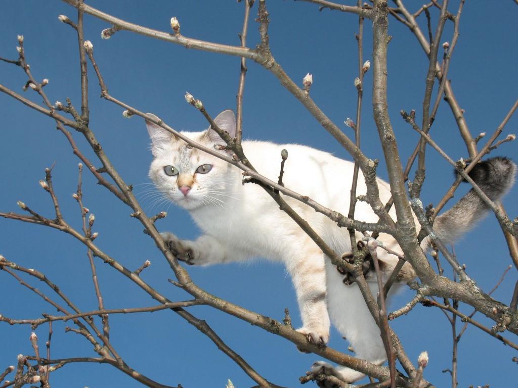Кошка на дереве 1024x768