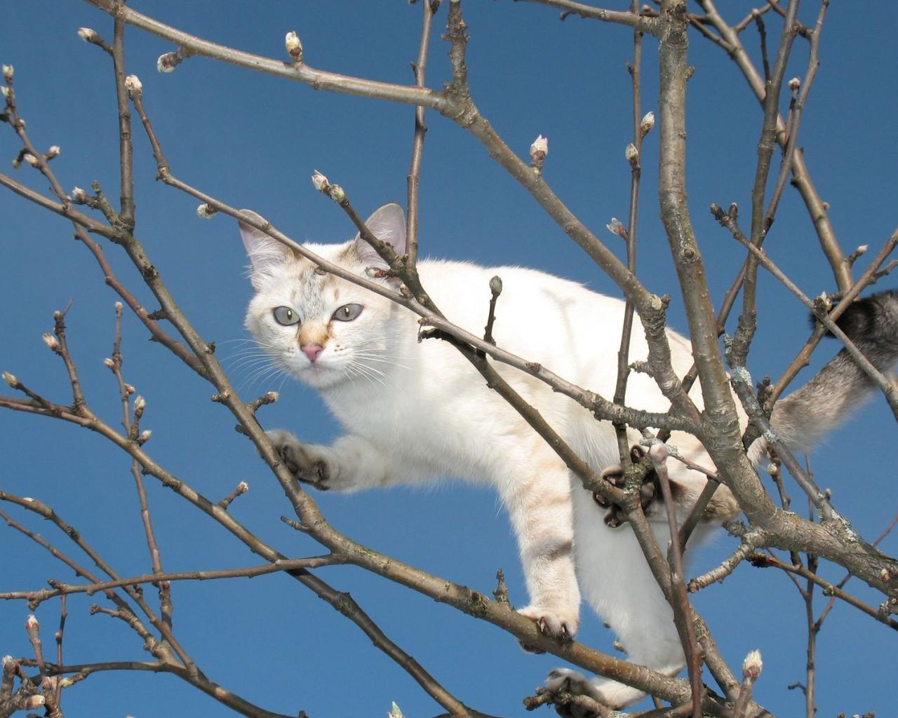 Кошка на дереве 1280x1024