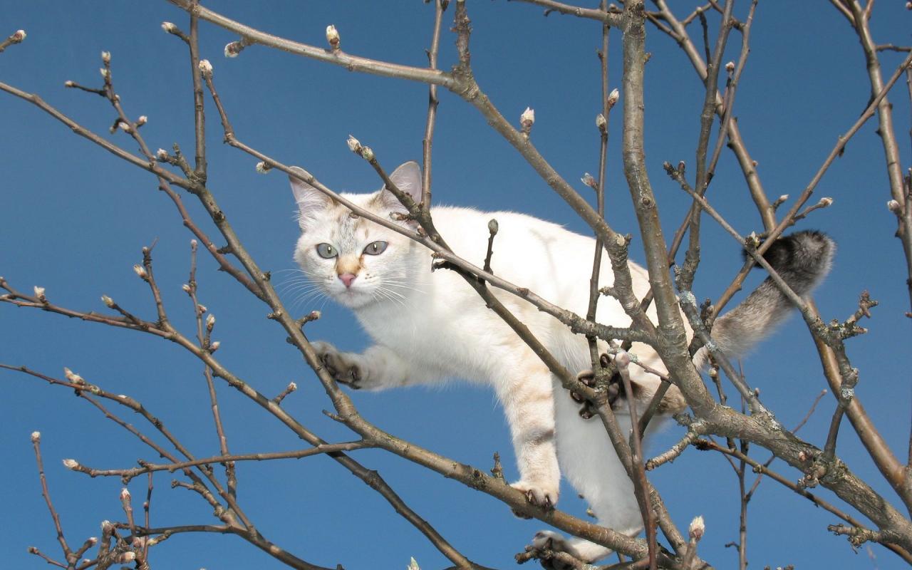 Кошка на дереве 1280x800