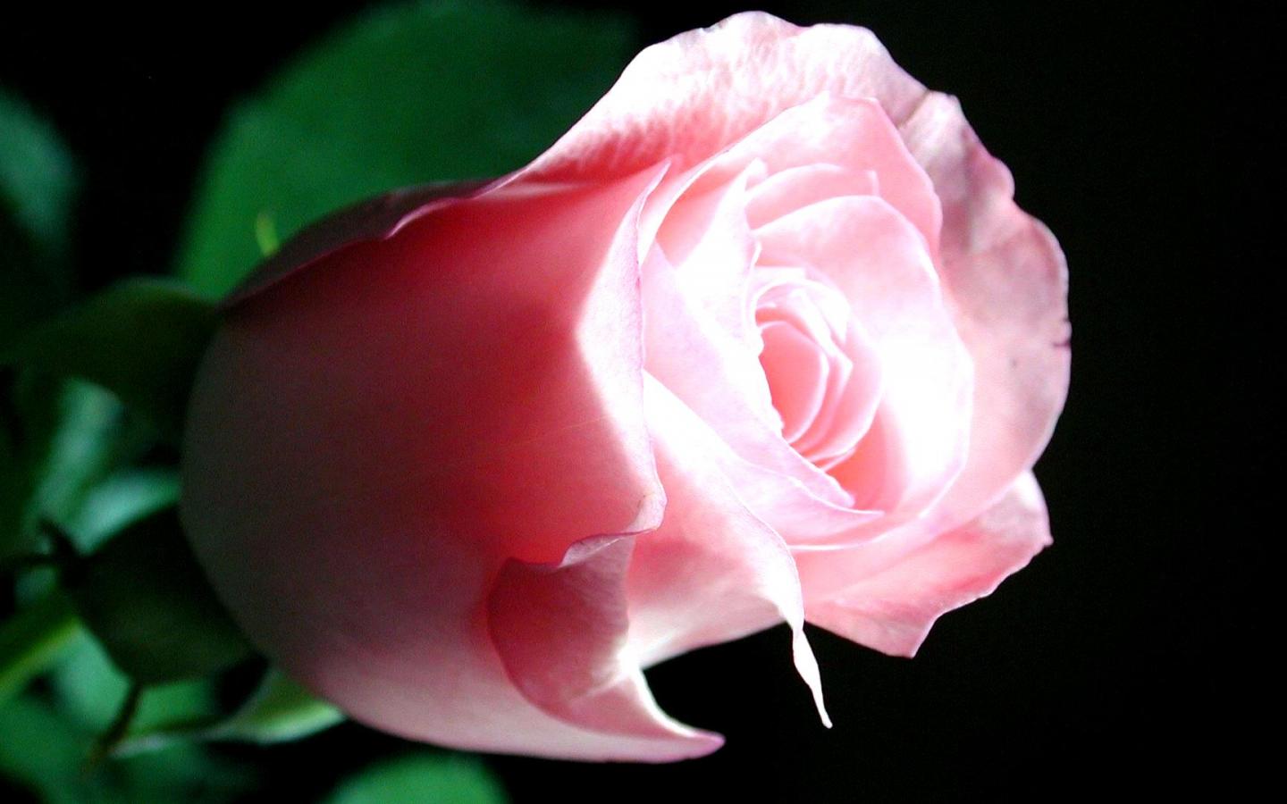 Rose bud 1440x900