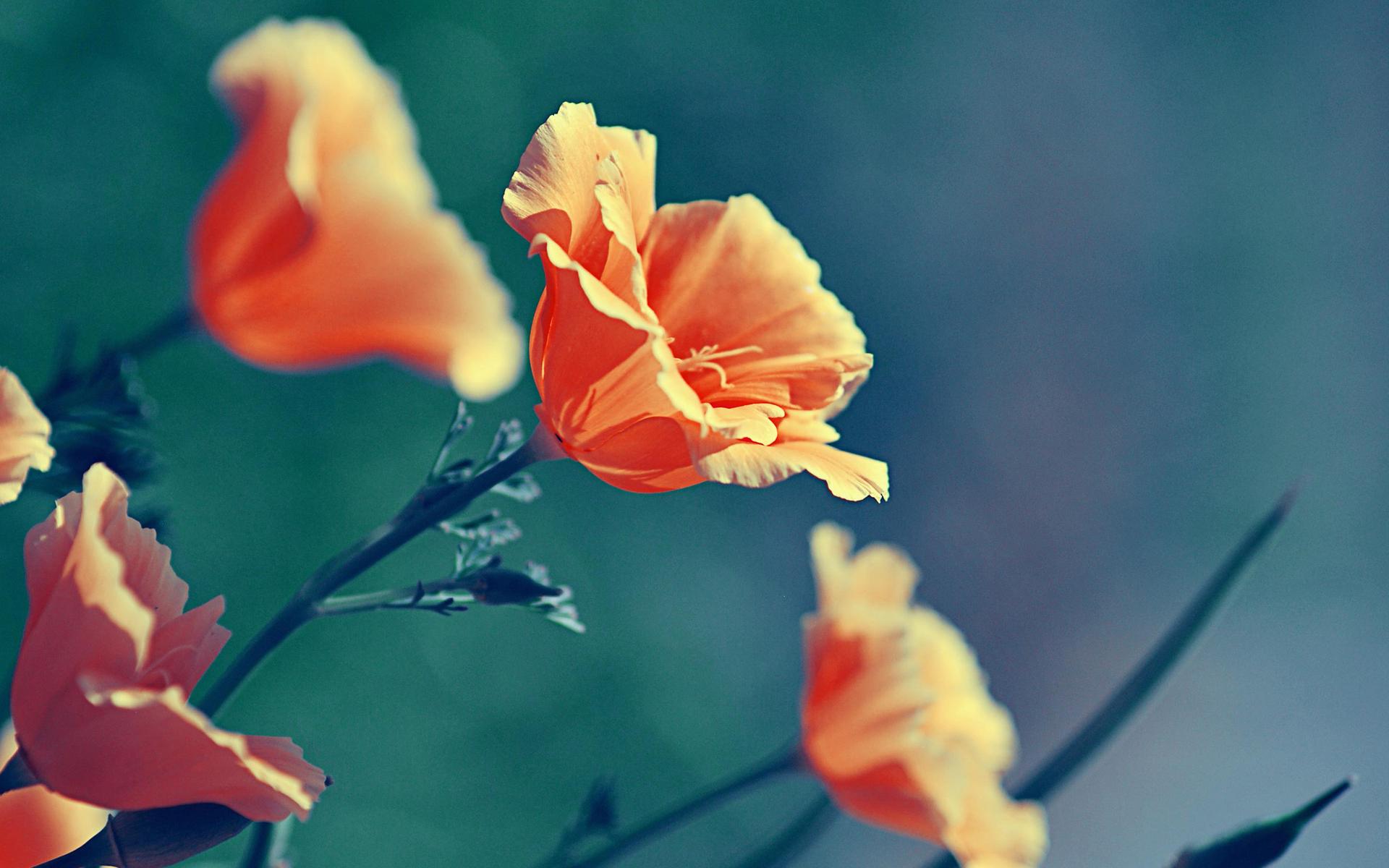 Маки, оранжевые, цветы 1920x1200