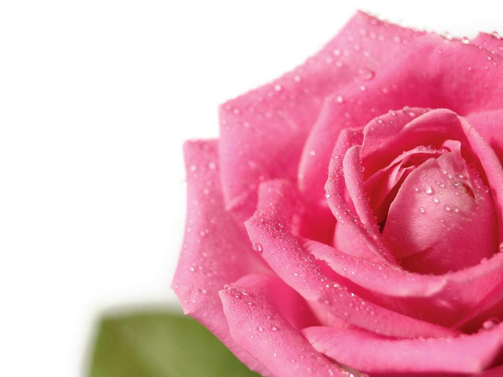 Pink rose - Розовая роза 1024x768