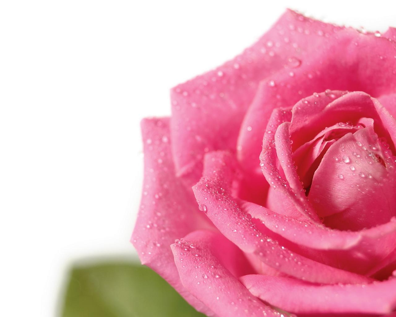Pink rose - Розовая роза 1280x1024