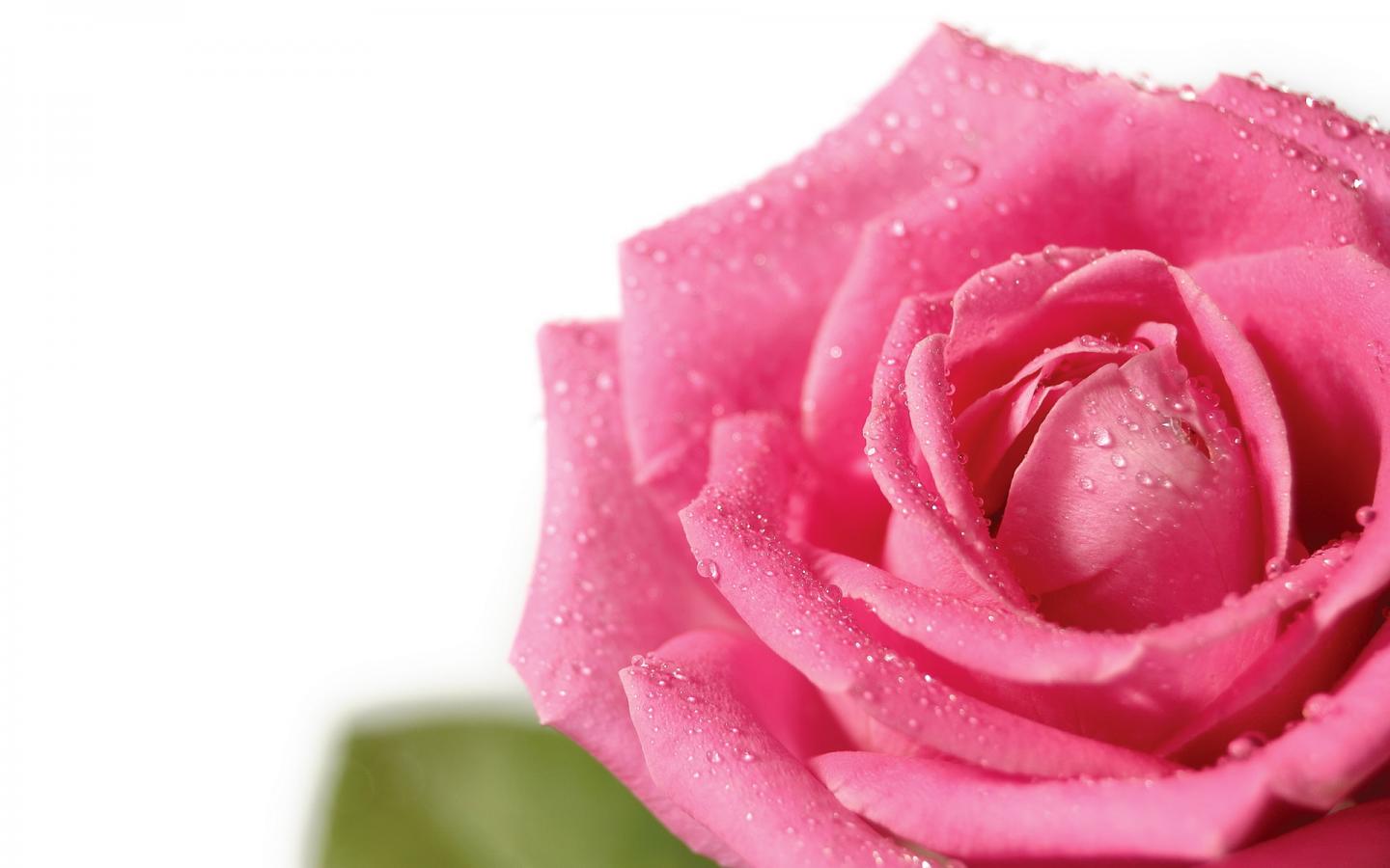 Pink rose - Розовая роза 1440x900