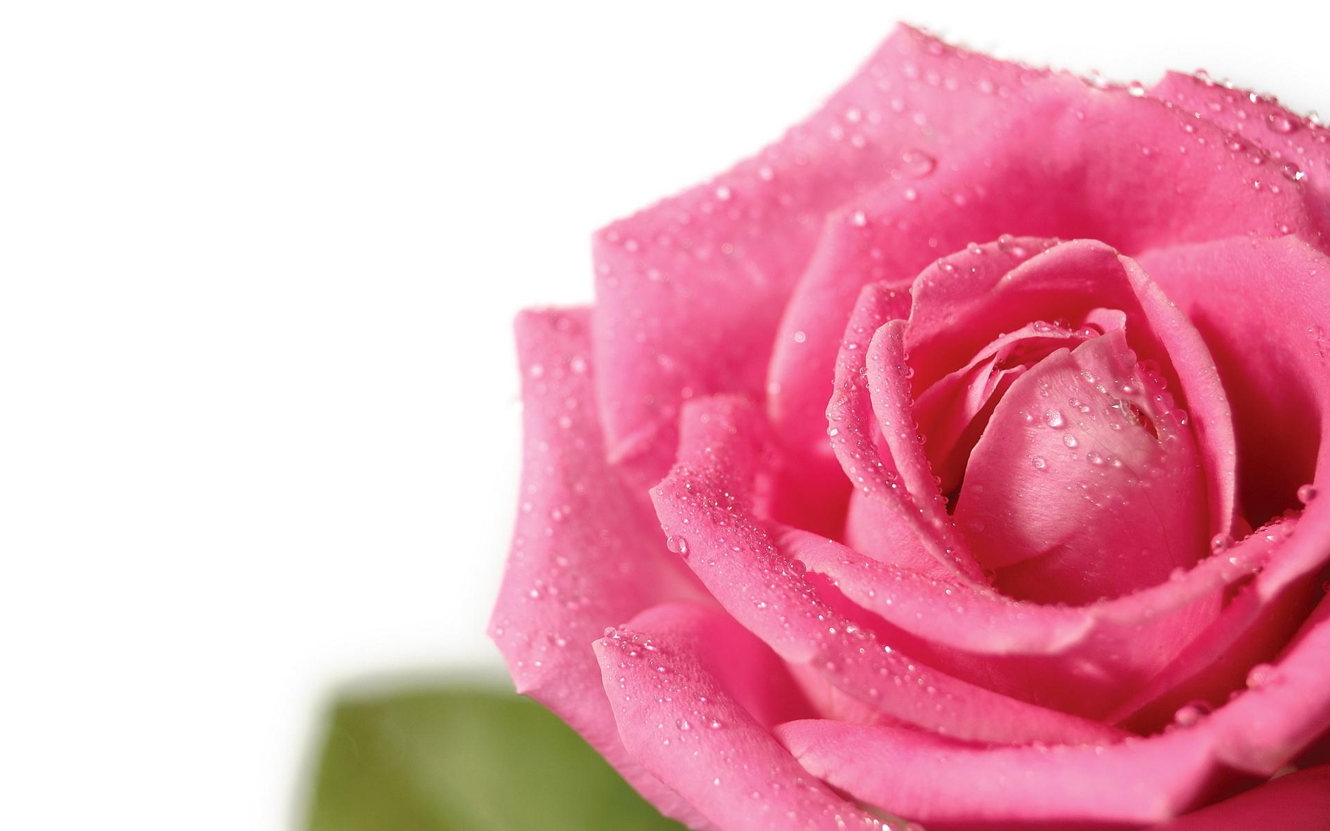 Pink rose - Розовая роза 1920x1200