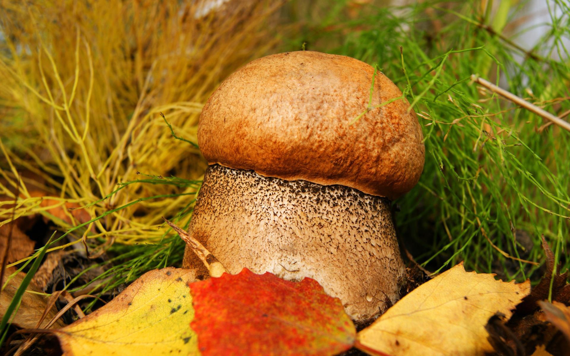 Белый гриб в лесной траве и осенних листьях 1920x1200