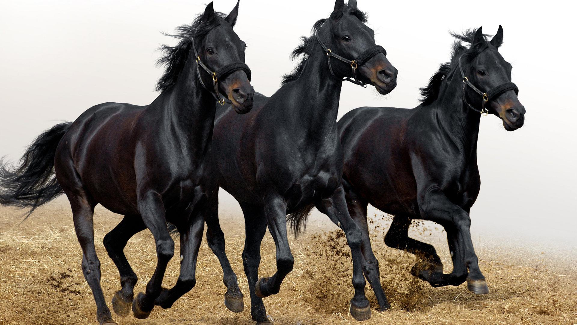 Животные, лошади, кони 1920x1080
