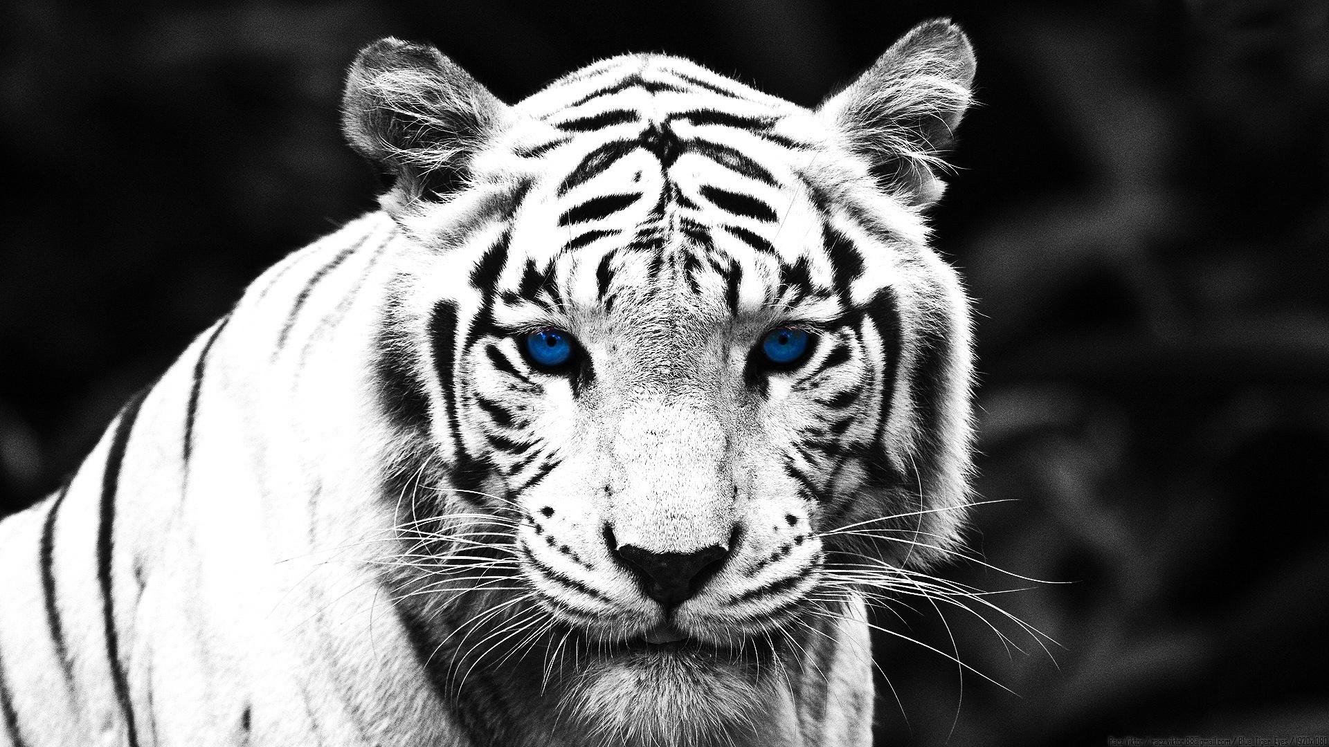 Тигр, черно-белое 1920x1080