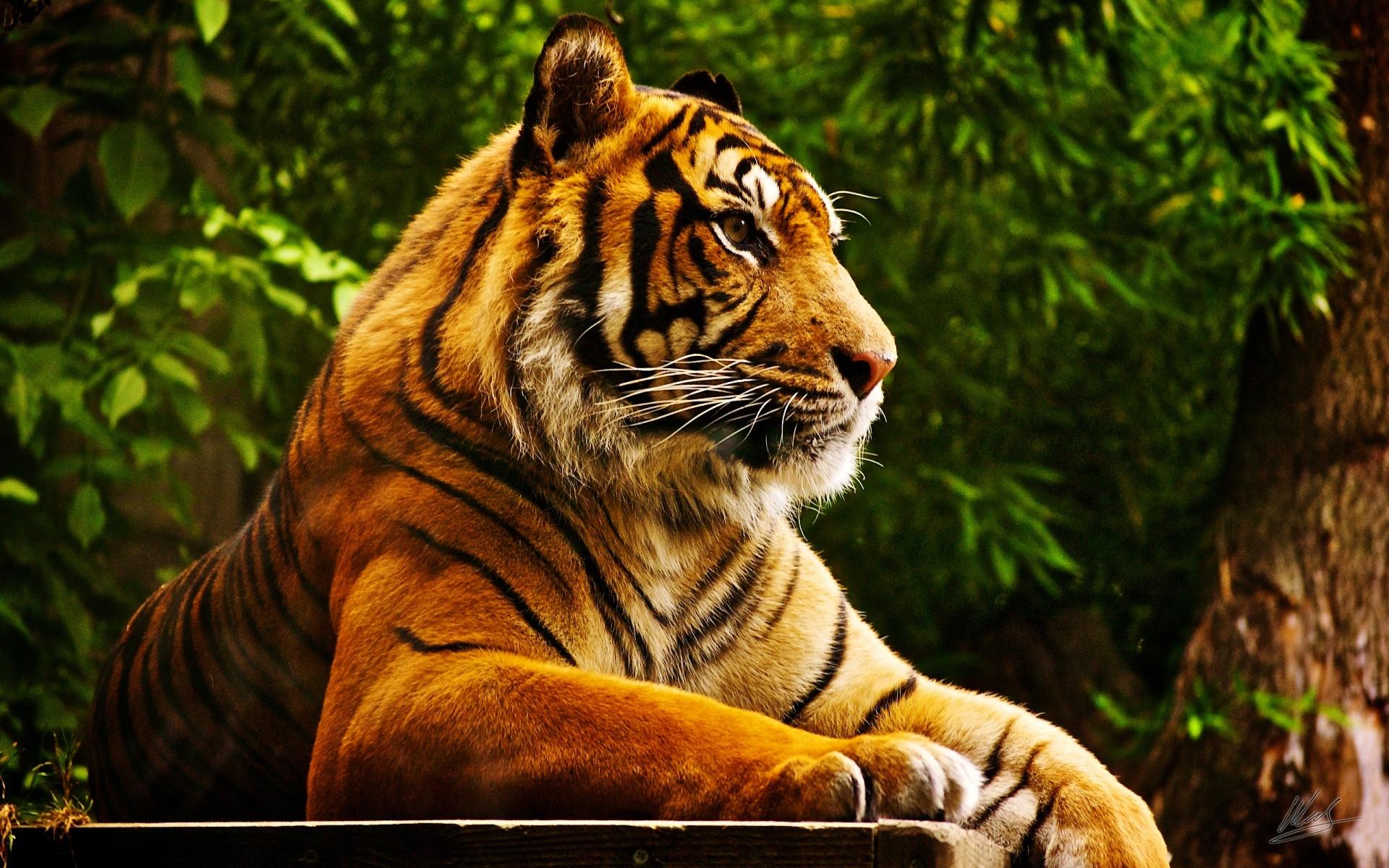 Величественный тигр 1920x1200