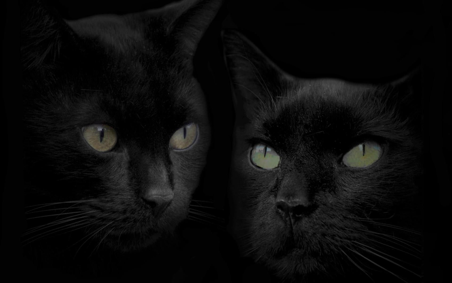 Чёрные кошки 1920x1200