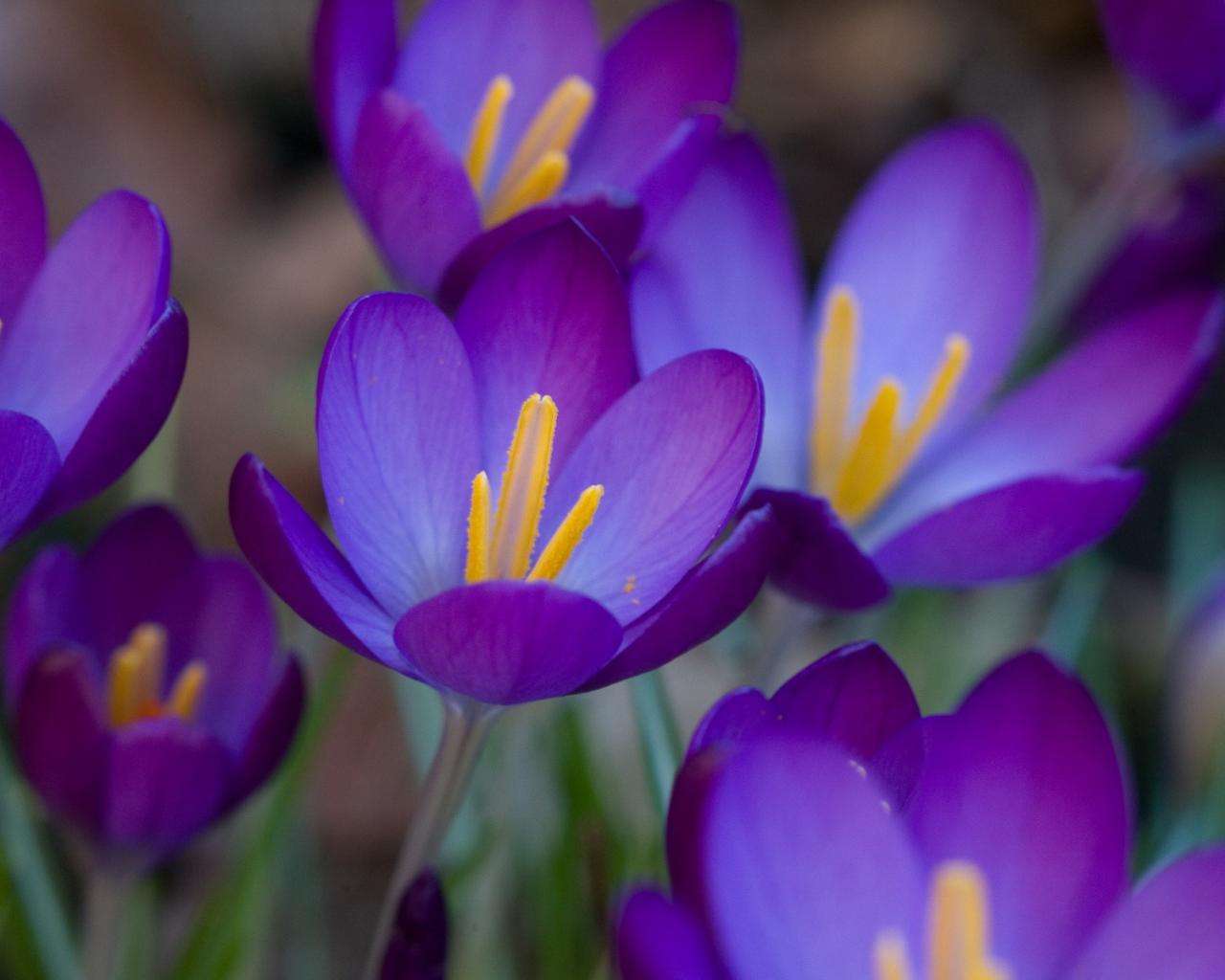 Крокусы, первоцвет, пурпурный, фиолетовый, весна, цветы, макро обои для