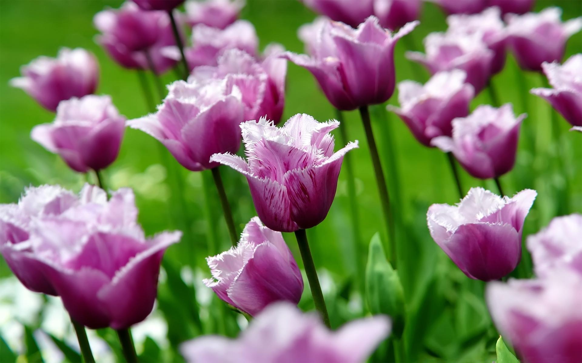 Тюльпаны, тюльпан, цветы, цветок, бутоны, лепестки, весна, природа, макро 1920x1200