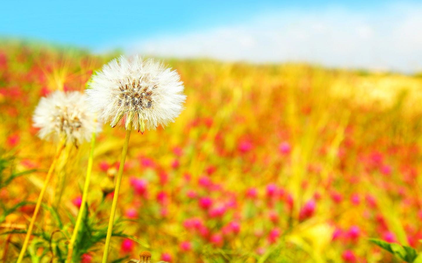 Beautiful field, dandelions 1440x900