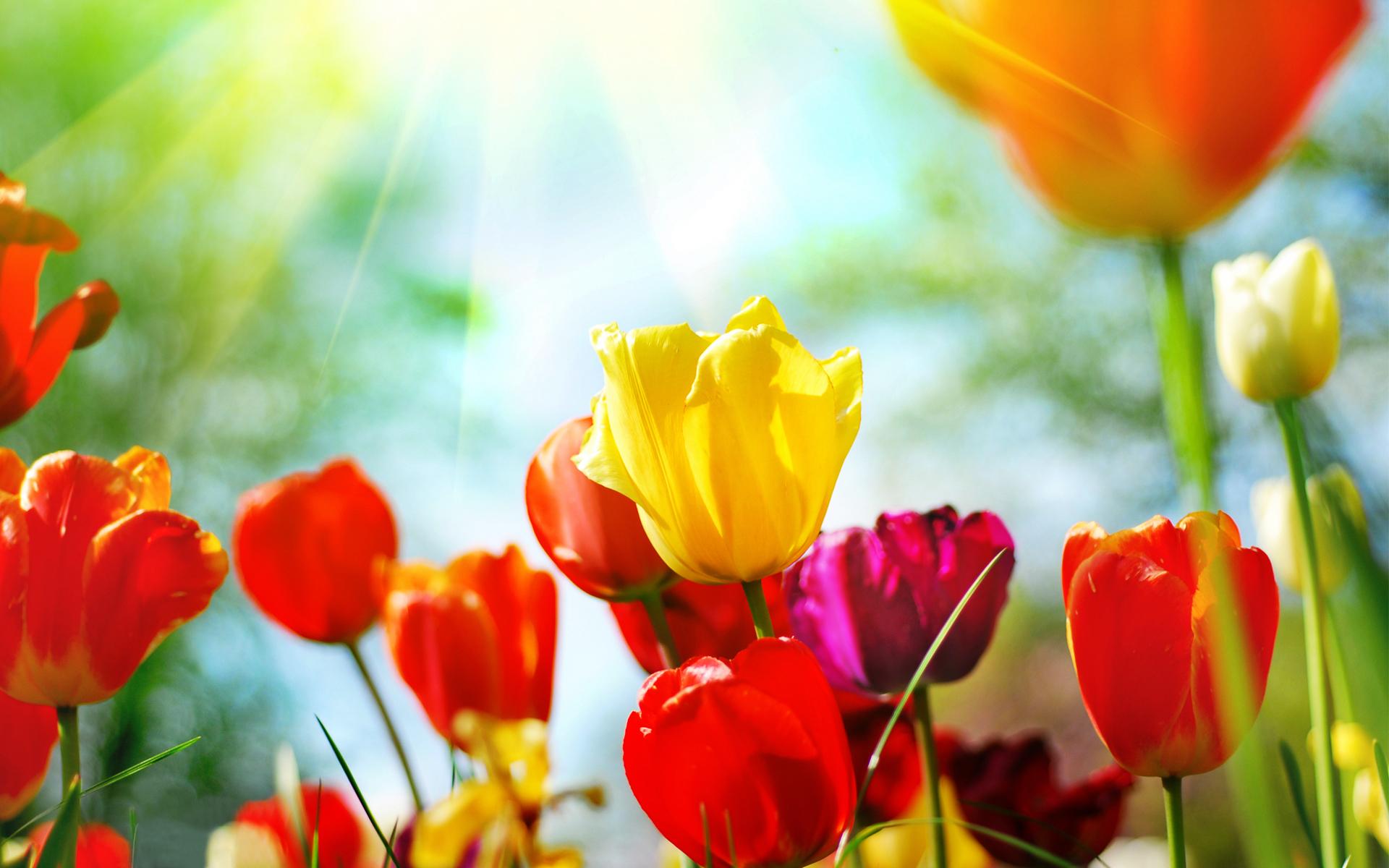 Тюльпаны, весна, цветы, бутоны, природа 1920x1200