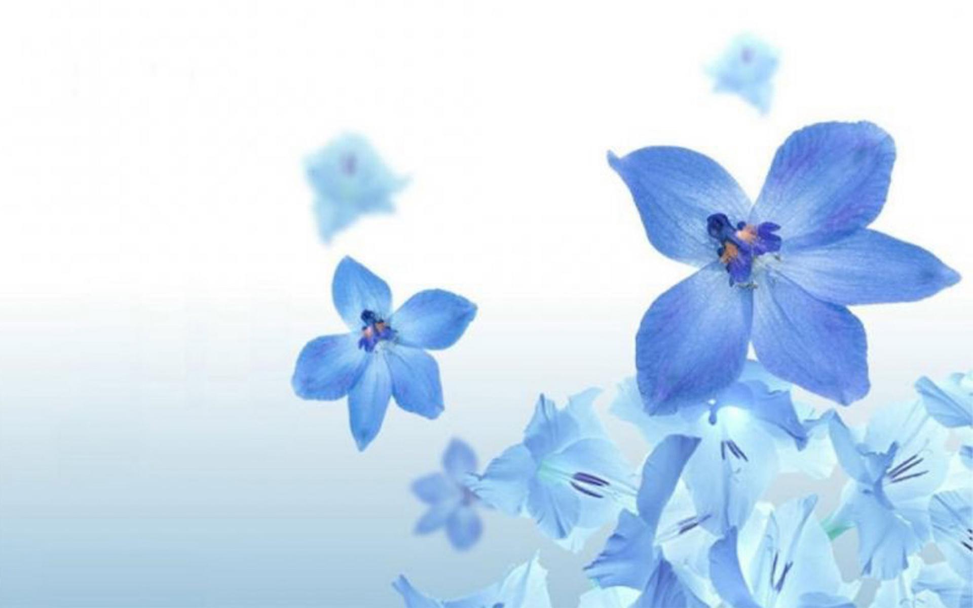Цветы, синий, природа 1920x1200