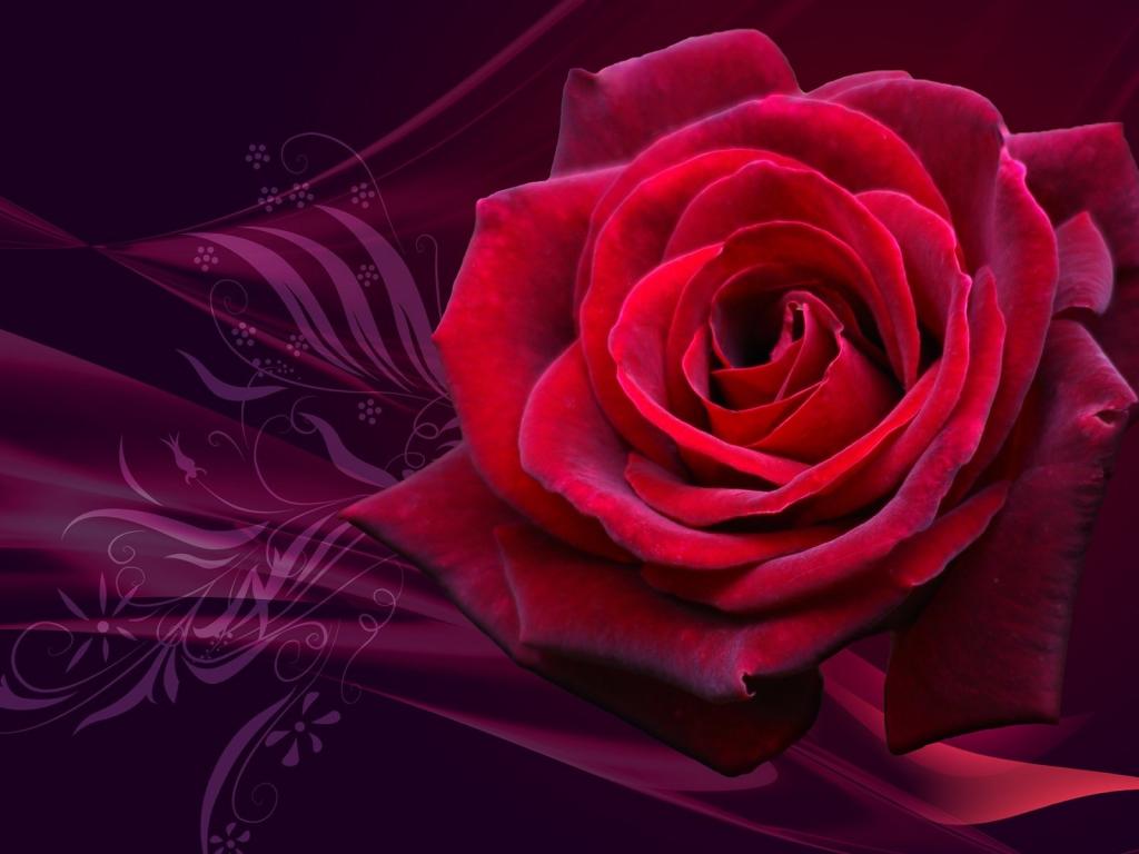 Rose, розы, red 1024x768