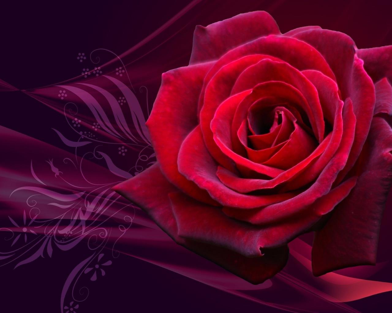 Rose, розы, red 1280x1024