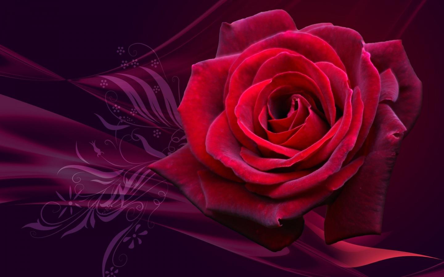 Rose, розы, red 1440x900