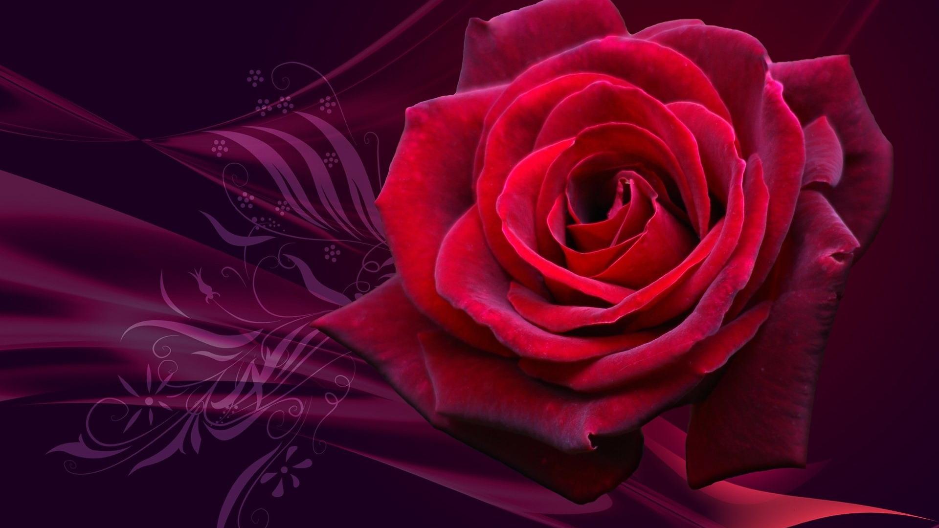 Rose, розы, red 1920x1080