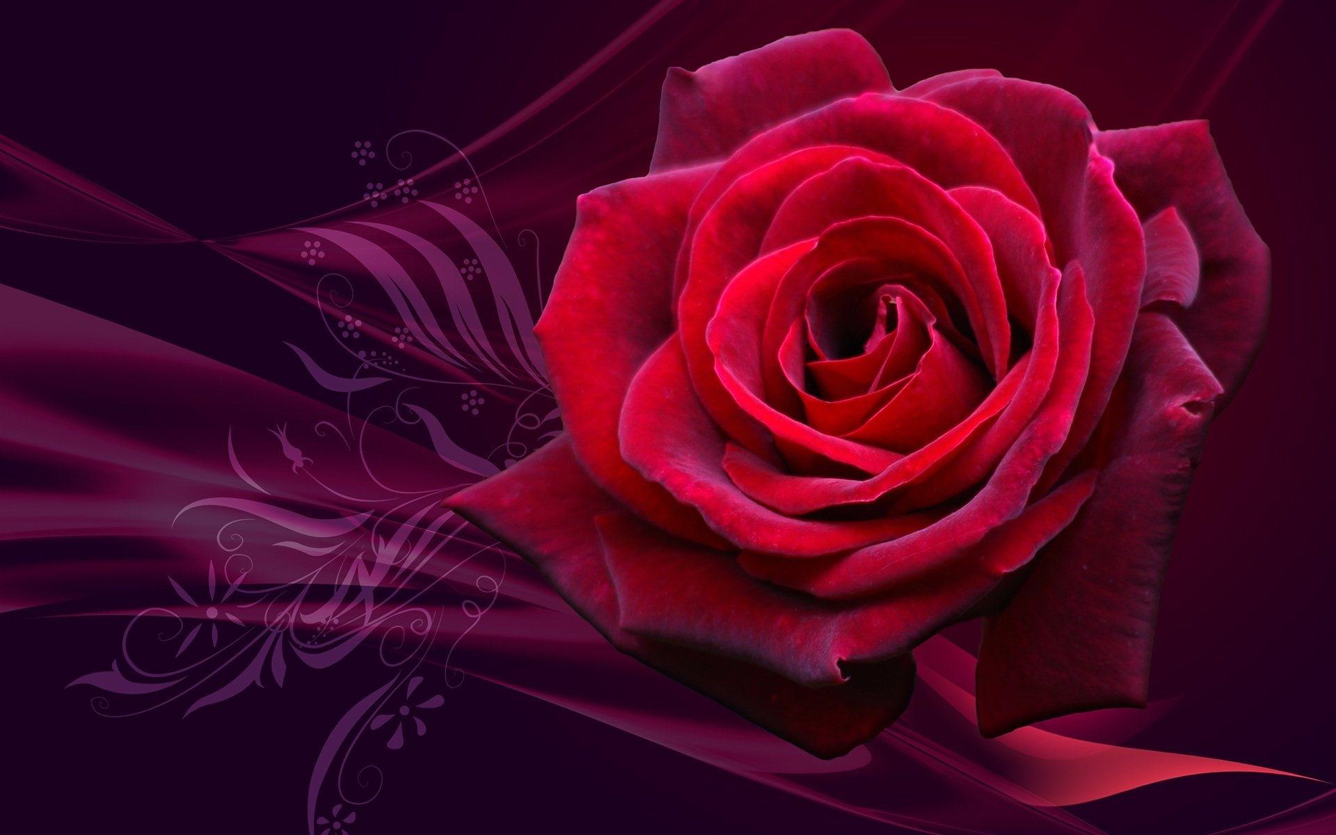 Rose, розы, red 1920x1200