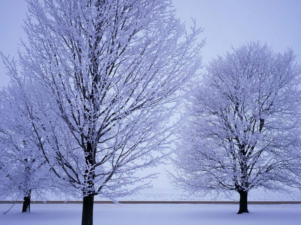 Деревья под снегом 1024x768