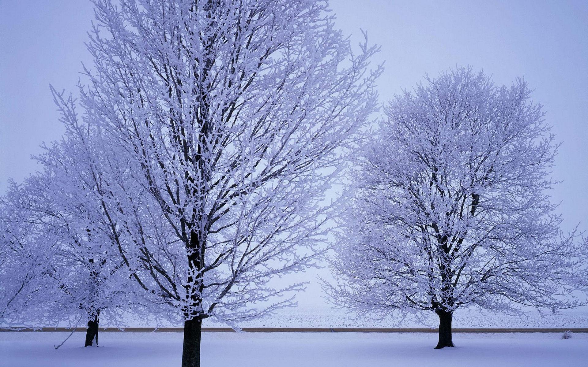 Деревья под снегом 1920x1200