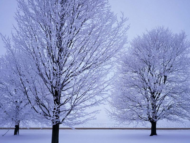 Деревья под снегом 800x600