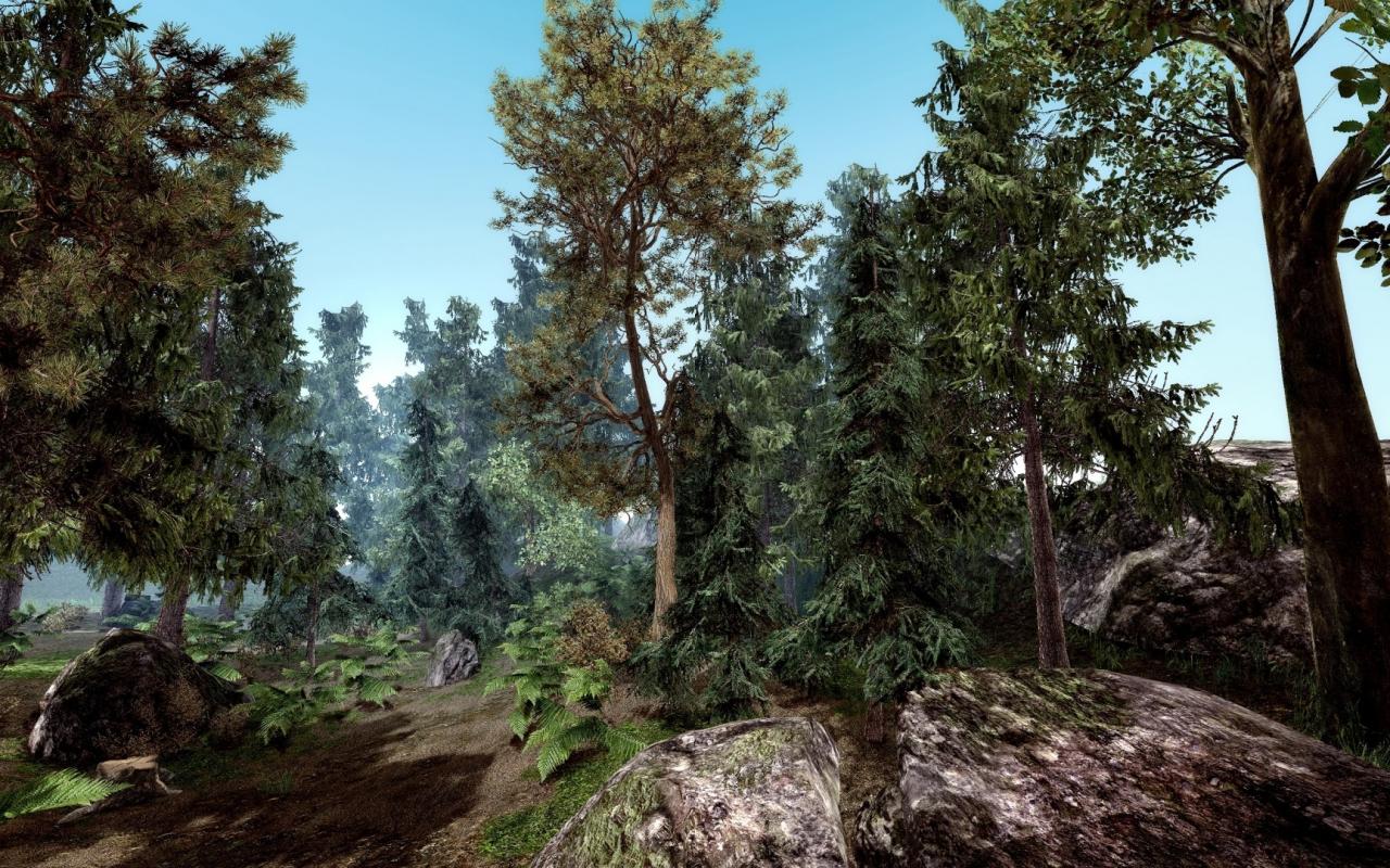 Лес, хвоя, камни, деревья, ветви, скала 1280x800