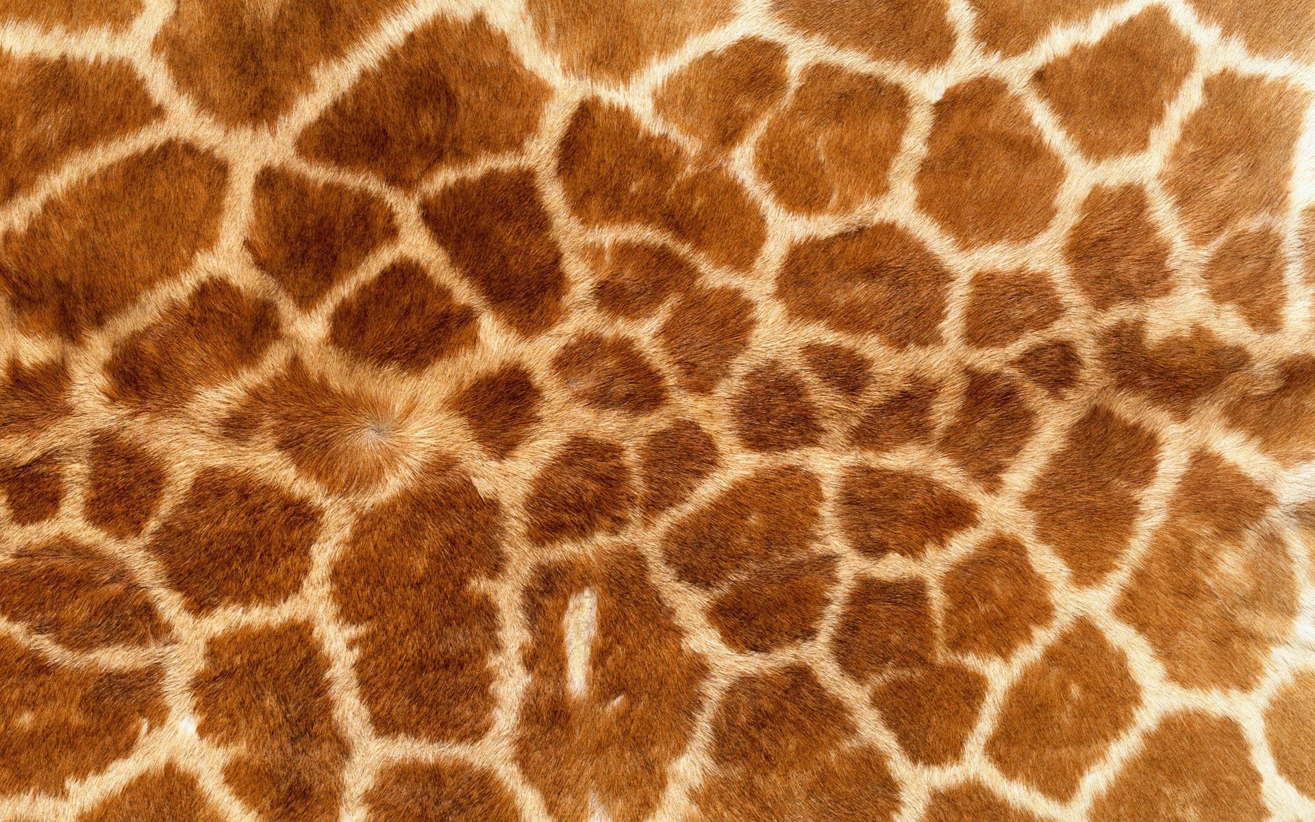 Текстура, шкура, мех, жираф, фон 1920x1200