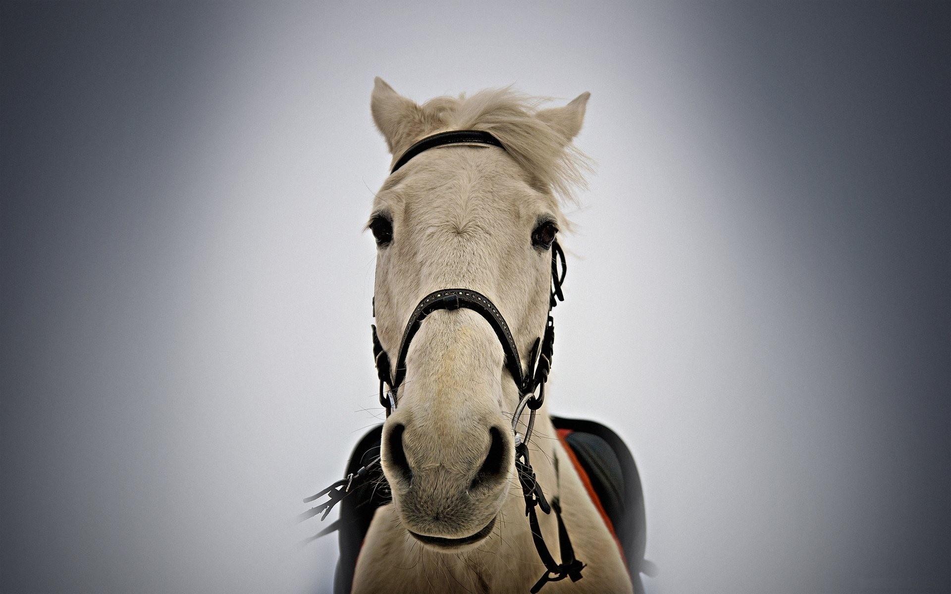 Лошадь, конь, морда, сбруя, уздечка, смотрит 1920x1200