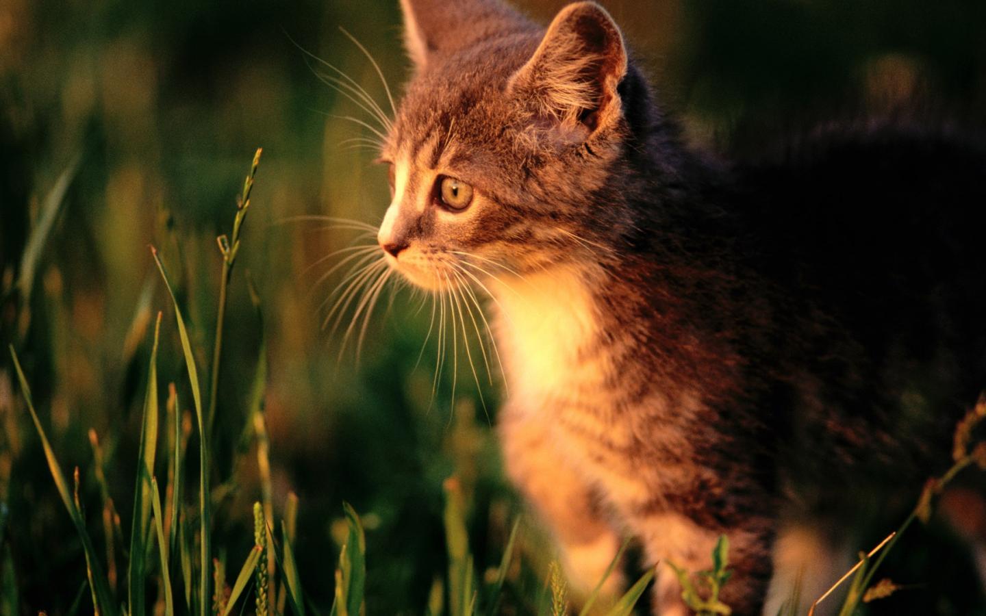 Кошка в траве на охоте, для рабочего стола 1440x900