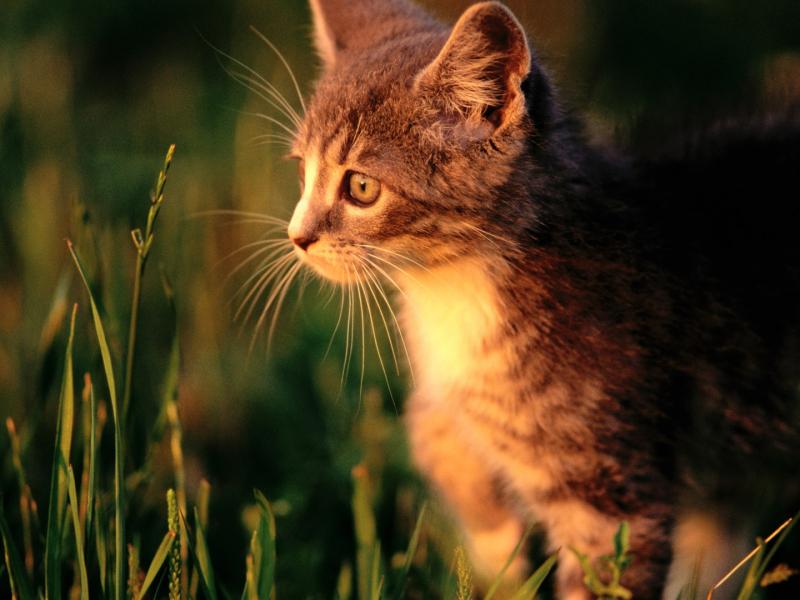 Кошка в траве на охоте, для рабочего стола 800x600