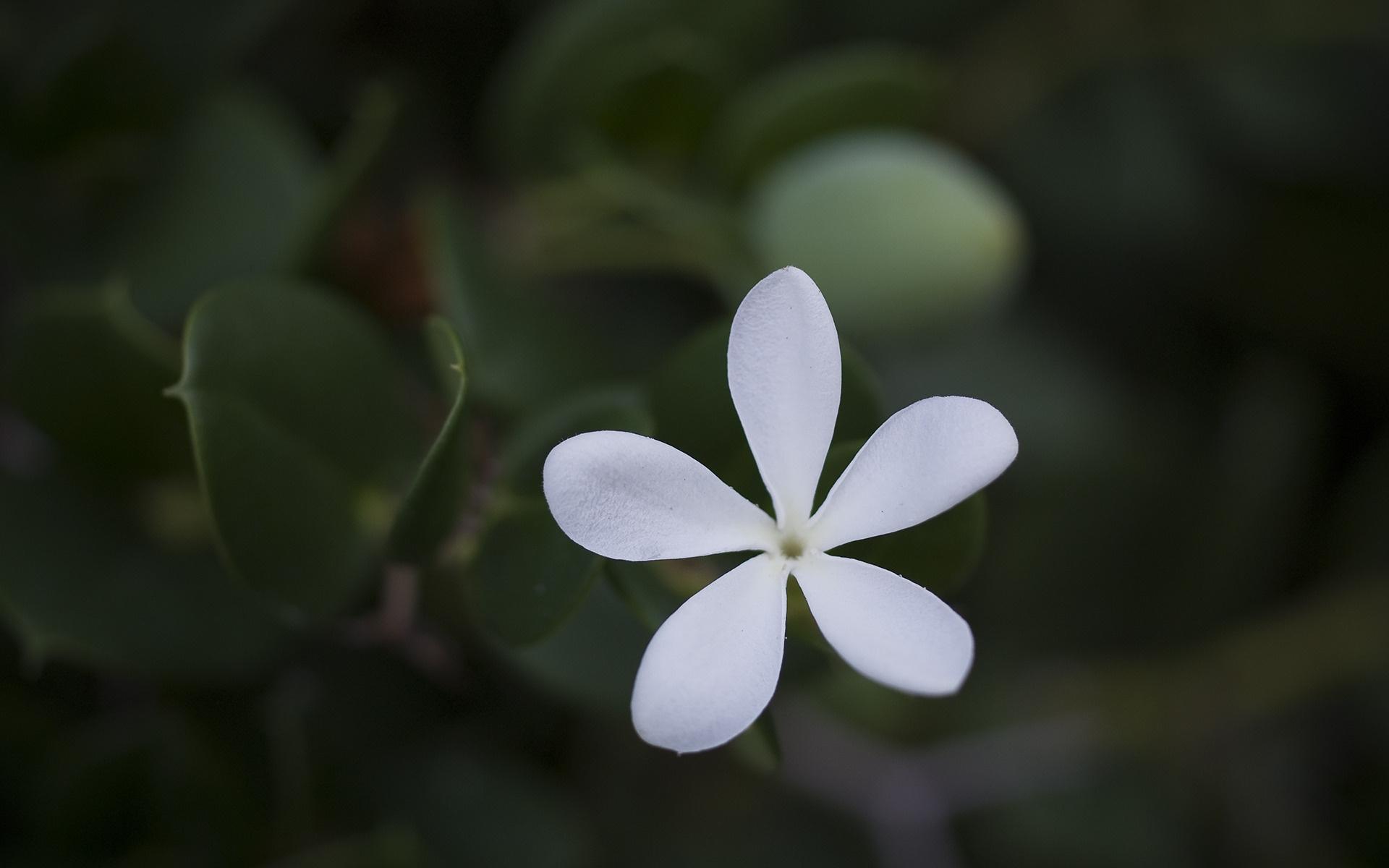Белый, цветок, лето, макро 1920x1200