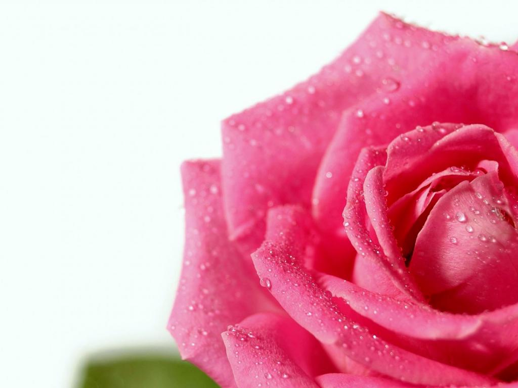 Dew drops on a scarlet rose 1024x768