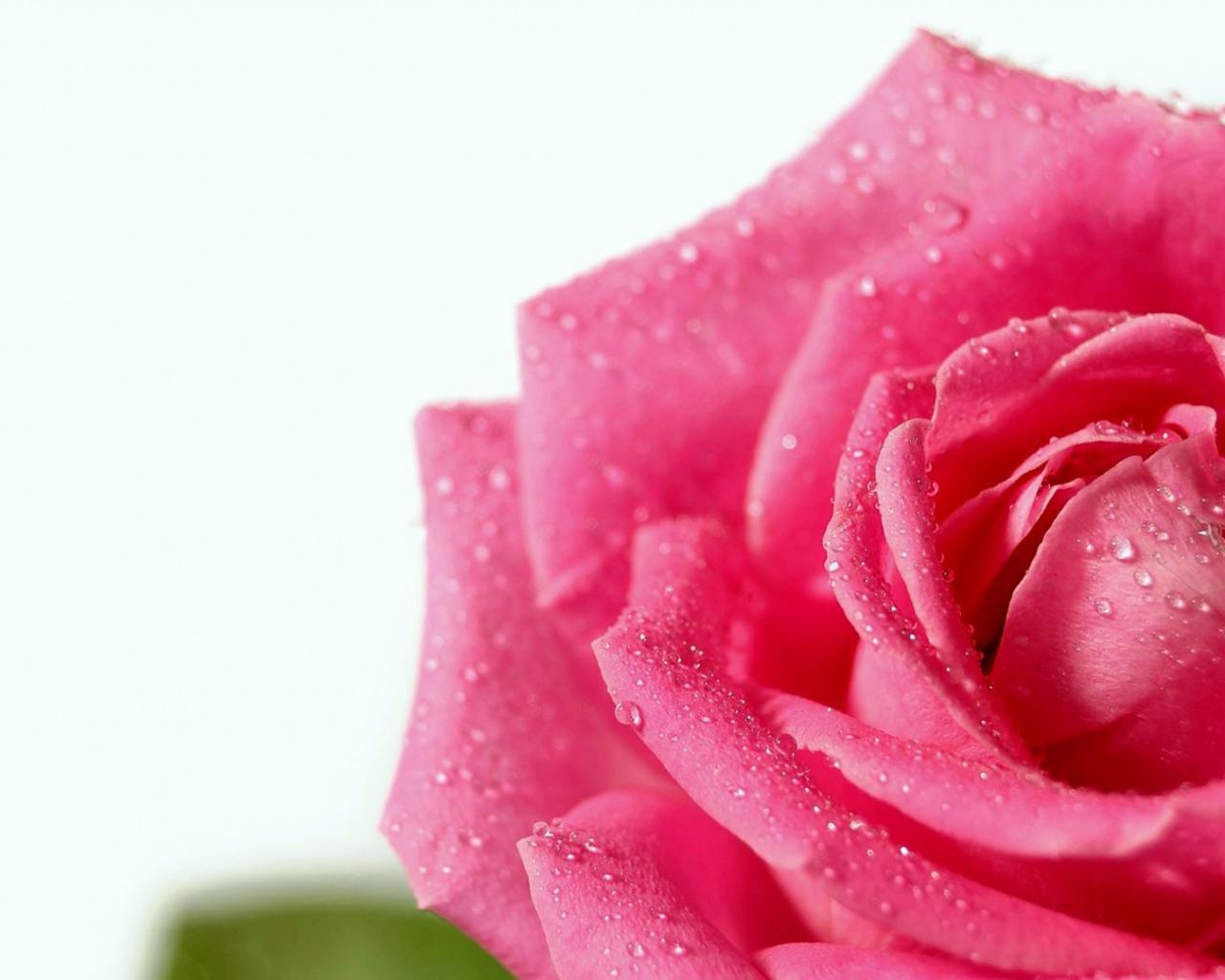 Dew drops on a scarlet rose 1280x1024
